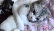 全季相扑猫视频,萌态百出，趣味横生的相扑对决