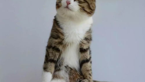 粉色的猫jinx,探寻神秘猫咪Jinx的奇幻之旅