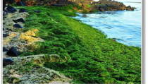 波浪海苔,波浪海苔的海洋美味探索