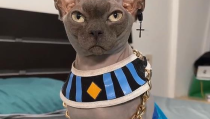 微密圈颉颉与猫,微密圈里的温馨互动