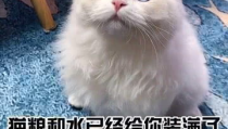 你的猫,写作猫如何助力高效创作与内容管理